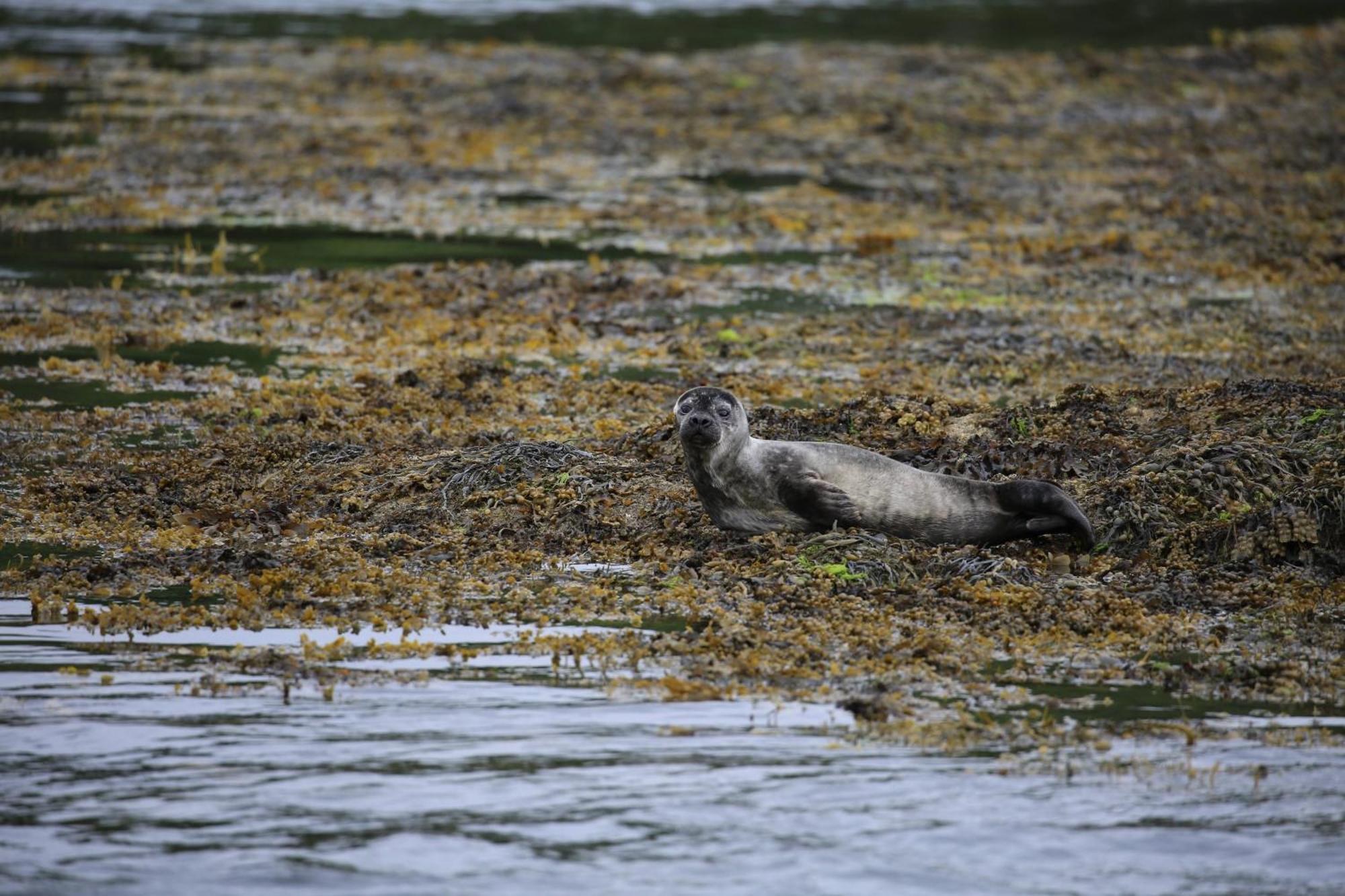 Вилла Isle Of Carna, Secluded Scottish Island, Loch Sunart Acharacle Экстерьер фото